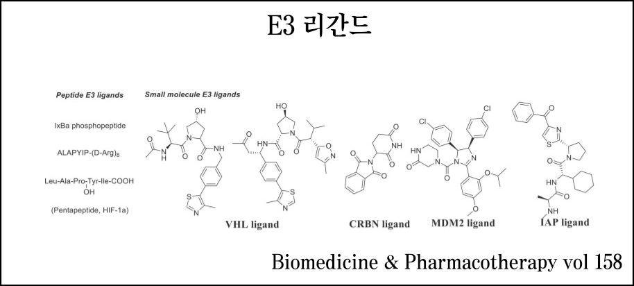 E3 리간드 종류